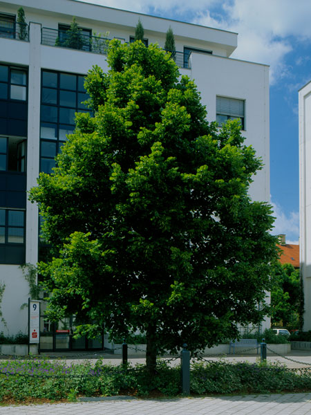 Baum und Grünfläche vor einem Gewerbegebäude